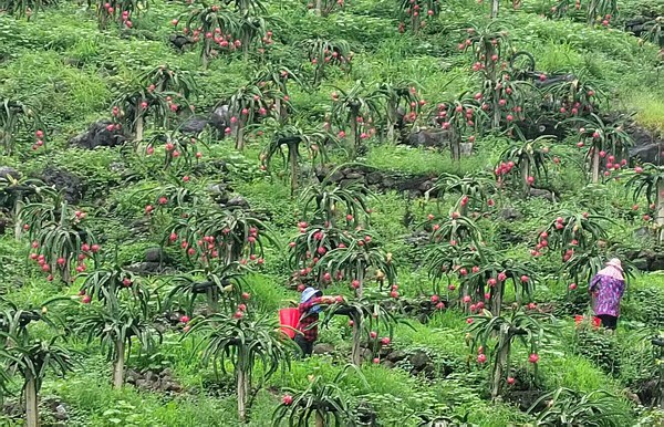 西林县普合苗族乡岩腊村火龙果种植基地。黄何华摄